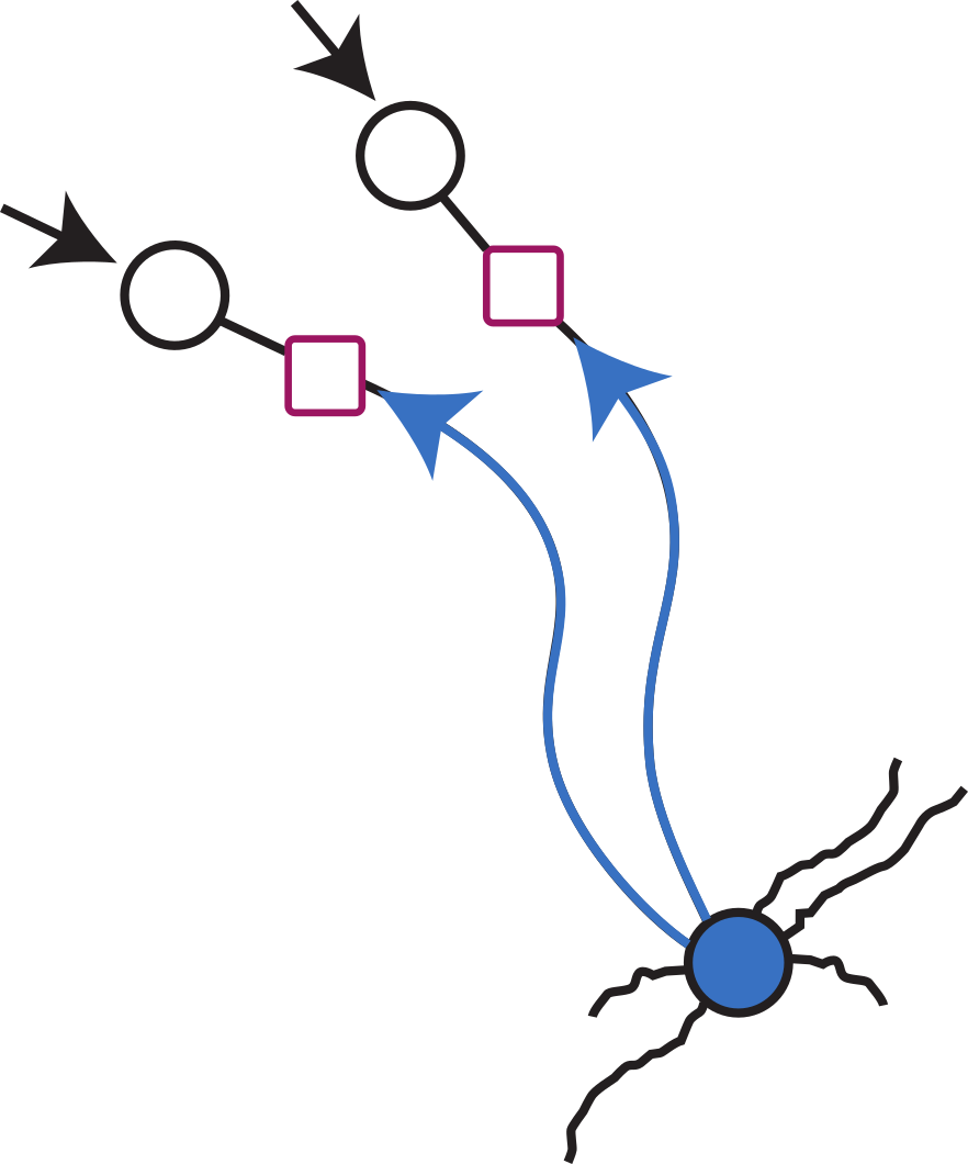 Predictive Plasticity Image